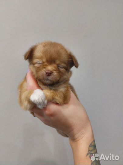 Щенки чихуахуа