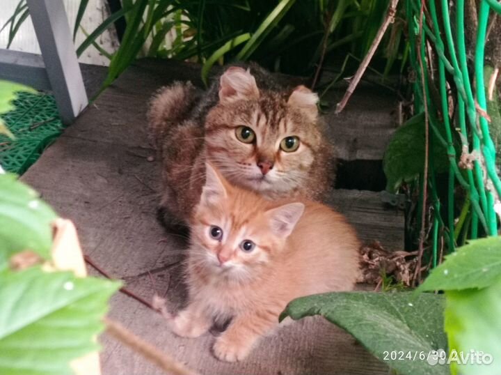 Котята в добрые руки