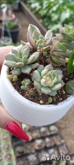 Мини-садик из суккулентов