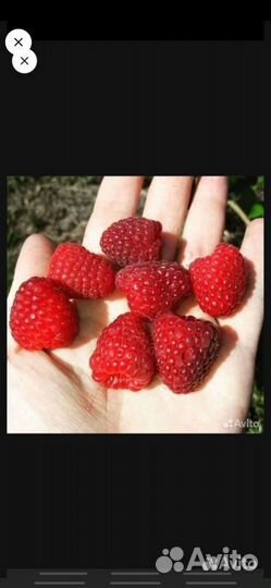 Саженцы чёрной смородины