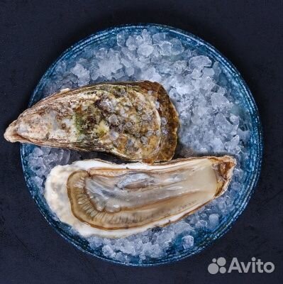 Живые устрицы