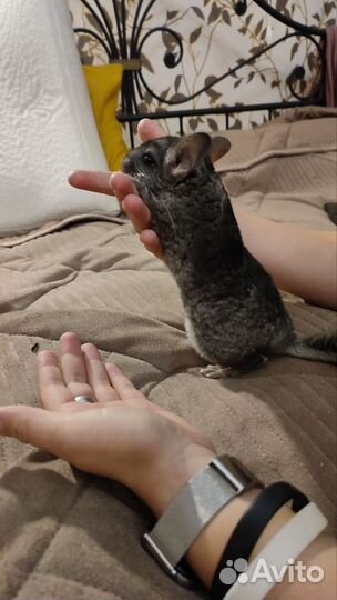 Шиншилла