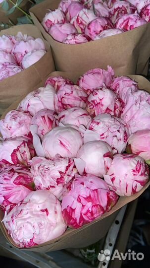 7 Пионов, 15 Пионов, Букет пионов, Доставка Пионы