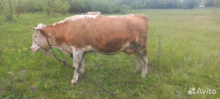 Коровы стельные