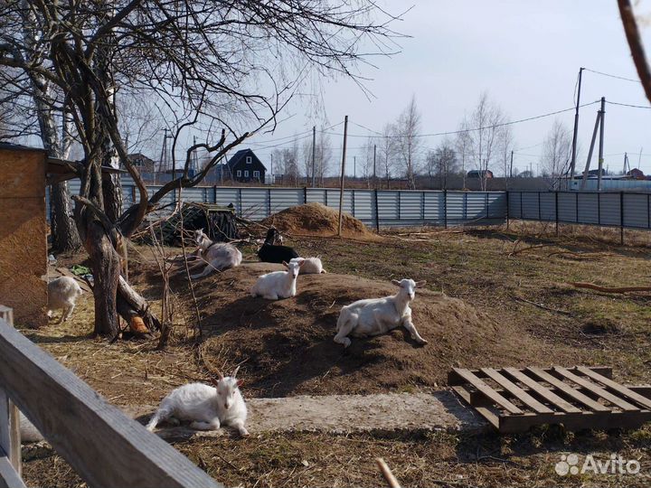 Козы и козлы