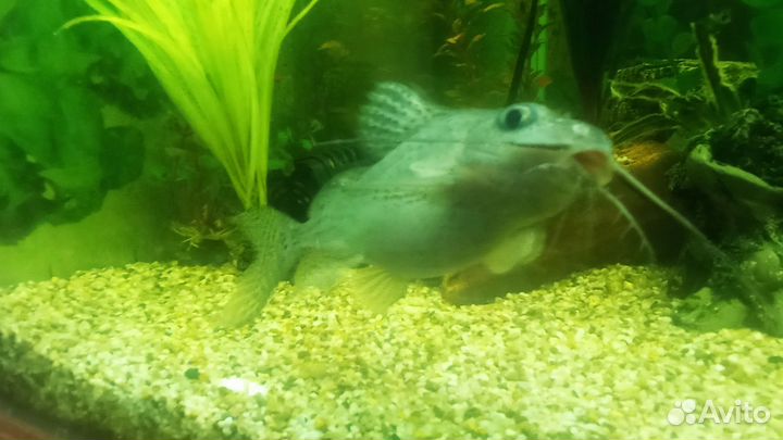Продам аквариумного сома
