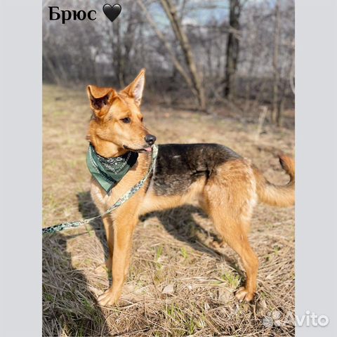 Брюс не должен жить в приюте