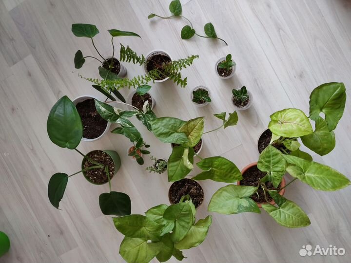 Сингониумы, антуриум, монстера, адениум