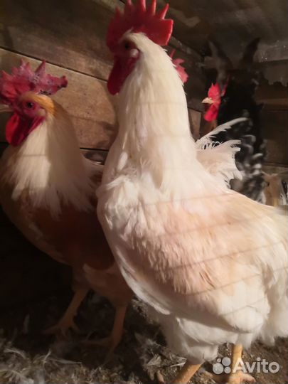Продам петушков