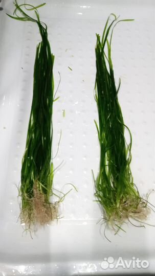 Универсальная страница