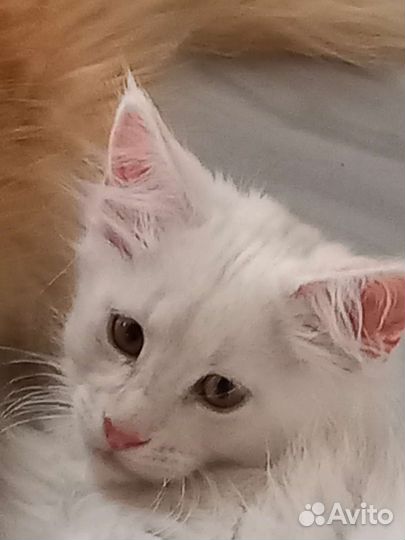 Котята мейн-кун