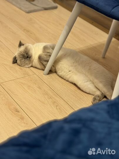 Вязка с шотландским котом