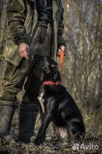 Очень красивая собака в добрые руки