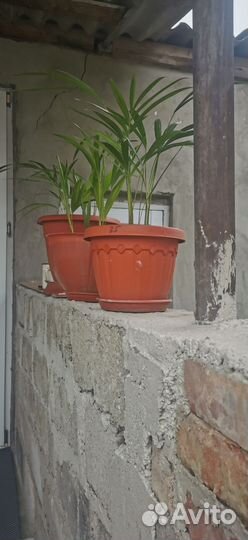 Комнатные растения цветы