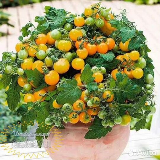 Комнатные цветы растение Томат комнатный Золотце