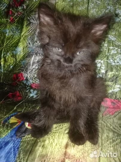 Отдам Катенка мальчика в добрые руки