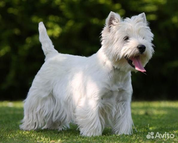 Модель на тримминг