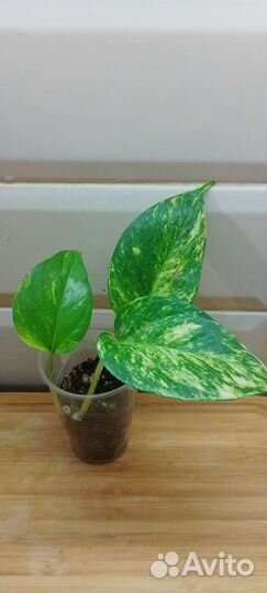 Сциндапсусы, Марбл Квин и другие