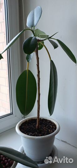 Фикус крупнолистный