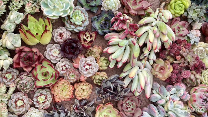 Суккуленты