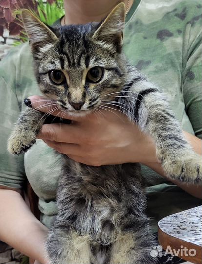 Котик в добрые руки