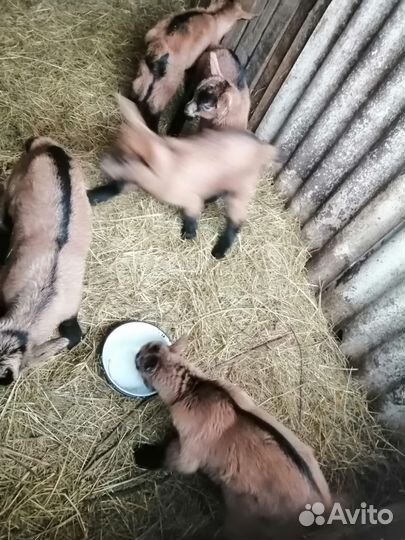 Чешские козлята