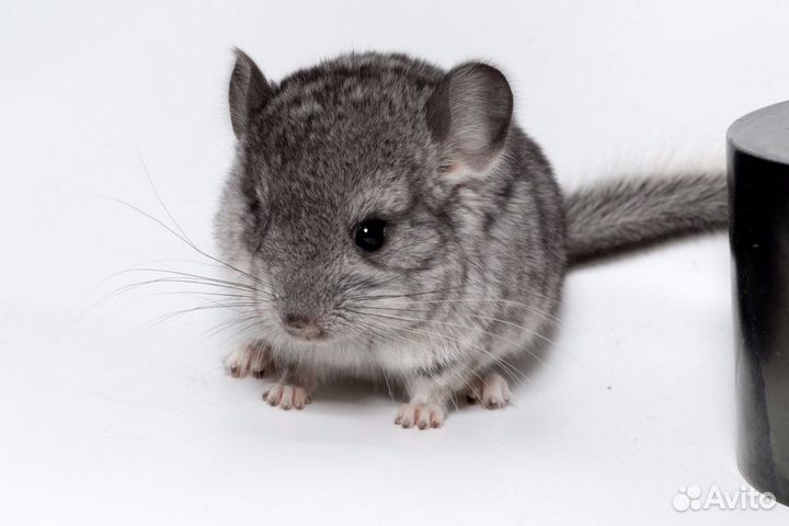 Шиншилла Бархат