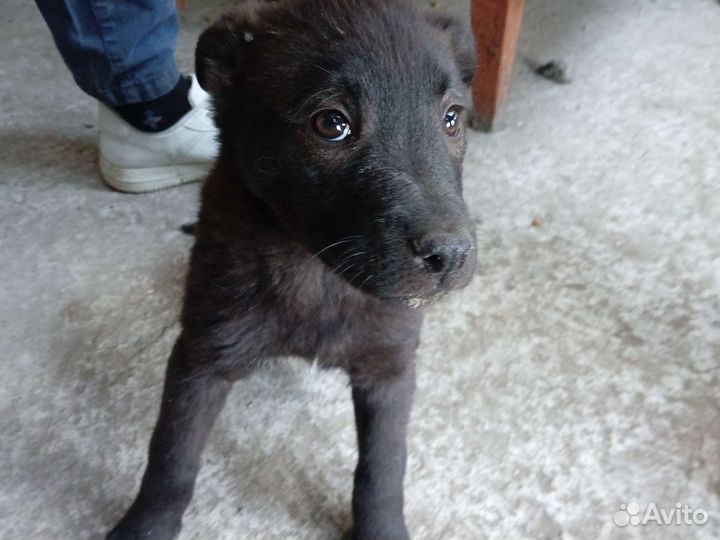 Нашли собак отдаём