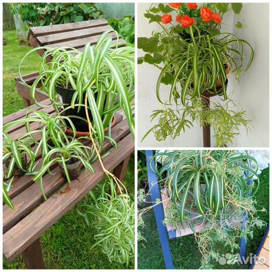 Цветы садовые, кустарники плодовые и декоративные