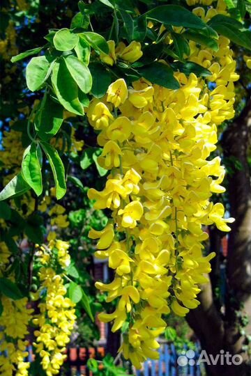 Саженцы бобовника