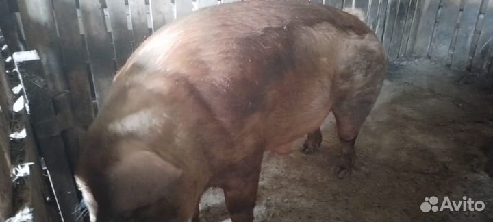 Кабан дюрок