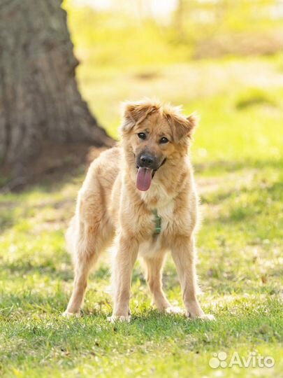 Кэсси ищет дом. Собака 1 год бесплатно