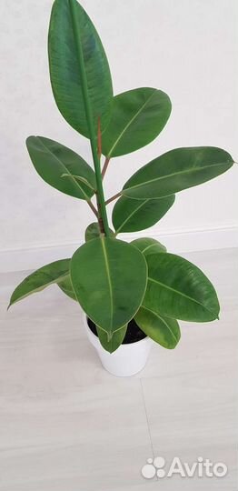 Шривериана,Голден Принцесс,Т 33