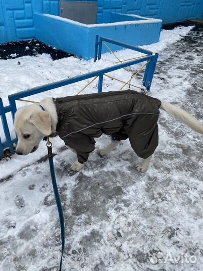 Комбинезон для средней собаки