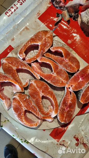 Форель свежемороженая Опт