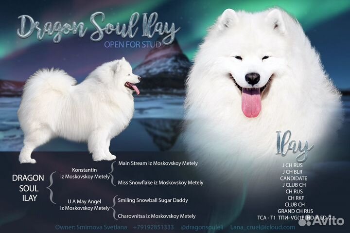 Самоед для вязки