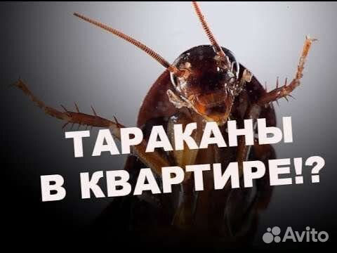 Дезинсекция