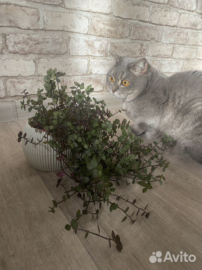 Цветок Каллизия в новом горшочке