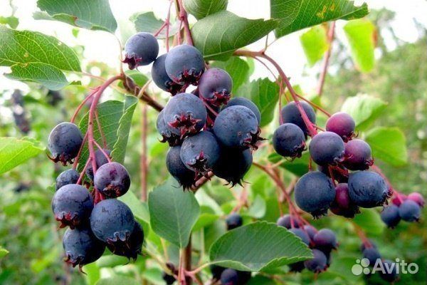 Ирга саженцы