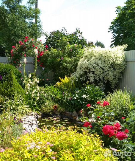 Клематис Белое облако