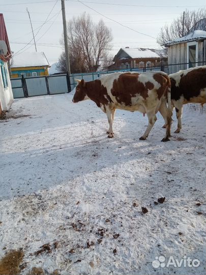 Корова дойная