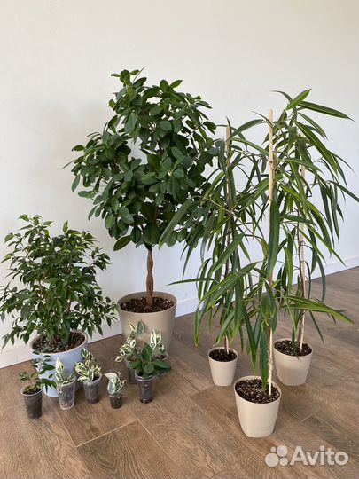 Фикусов много сортов