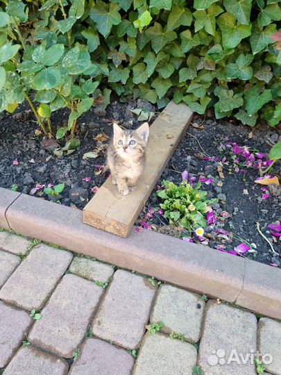 Отдам котят