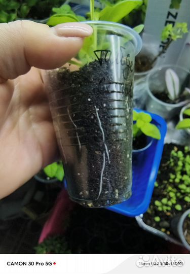 Петуния Тайдел Сильвер