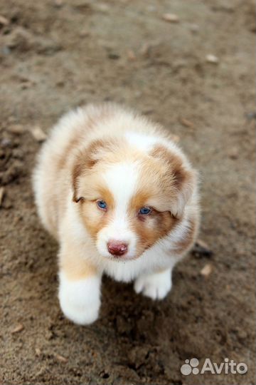 Австралийская овчарка аусси щенки
