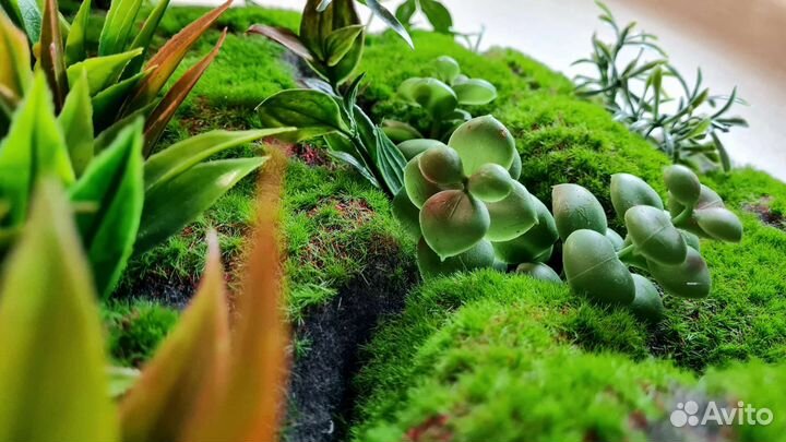 Картина, фито панно, картина из мха, фитостена