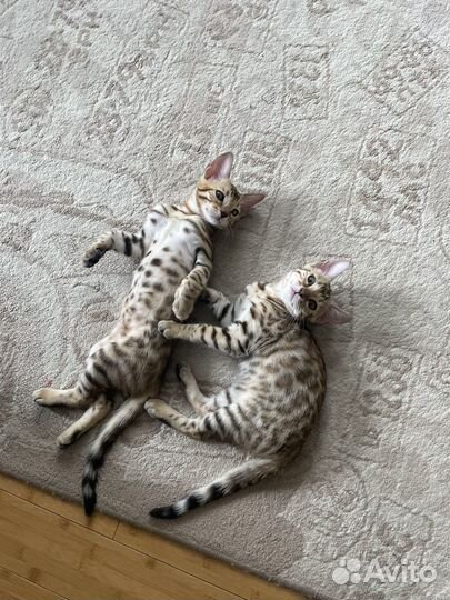Бенгальские котята