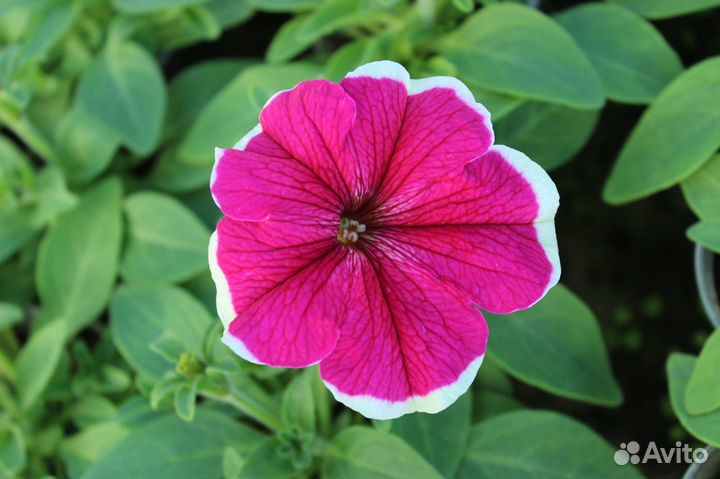 Качественная рассада петунии. На цвету