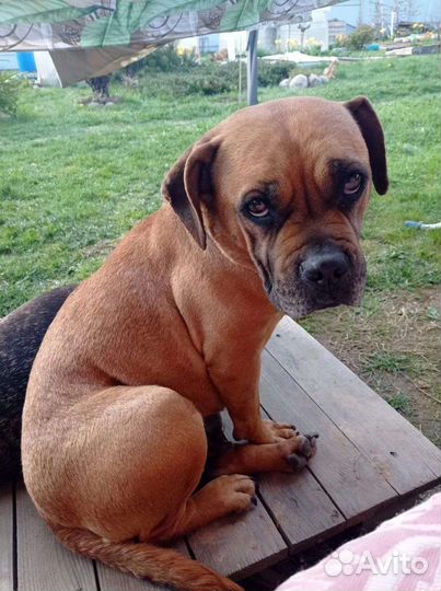 Французский бульдог крупный