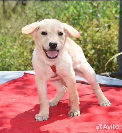 Щенок в добрые руки